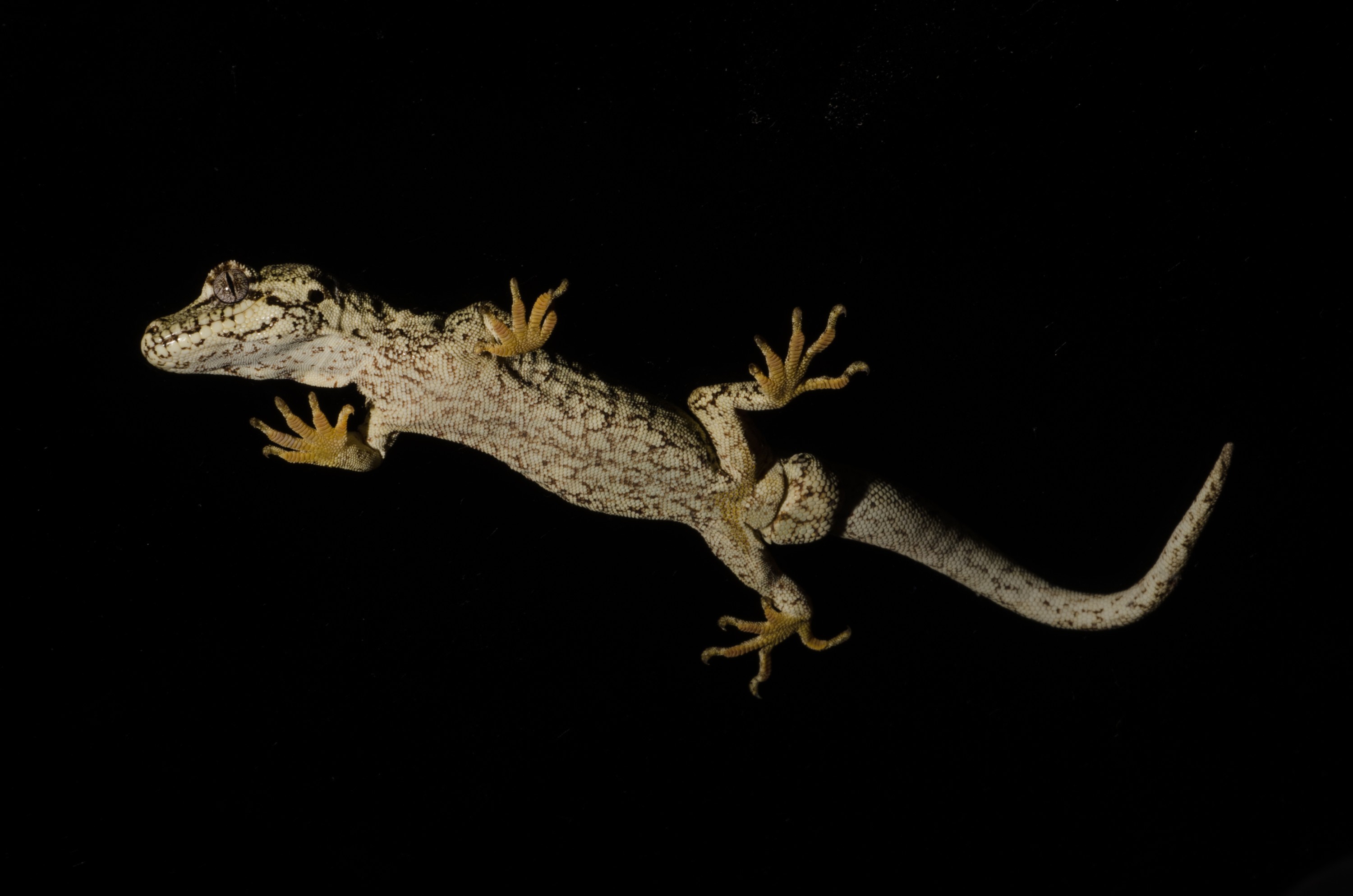 DSC_5331 – Forest, gecko, Hoplodactylus, granulatus, lizard, Crispin, reptiles, amphibians, rare, cold, blood, new, new zealand, zealand, nz